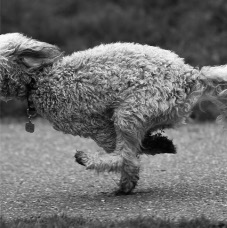 Dog Running.jpg