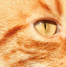 Cats-Eye.jpg