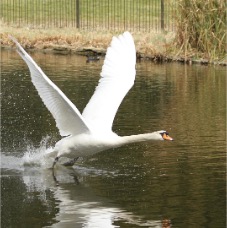 Swan-taking-to-Flight-Large.jpg