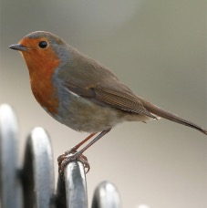 Robin-on-Fence.jpg