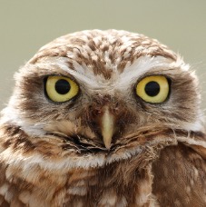 Owl-2.jpg