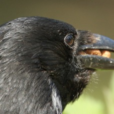 crows-4.jpg