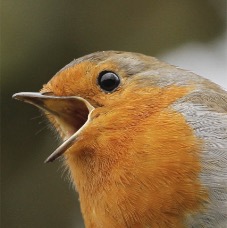 Chirpy-Robin.jpg