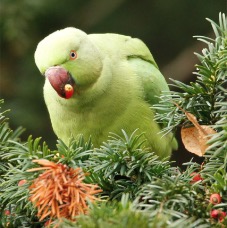 Parakeet-eating-berry.jpg